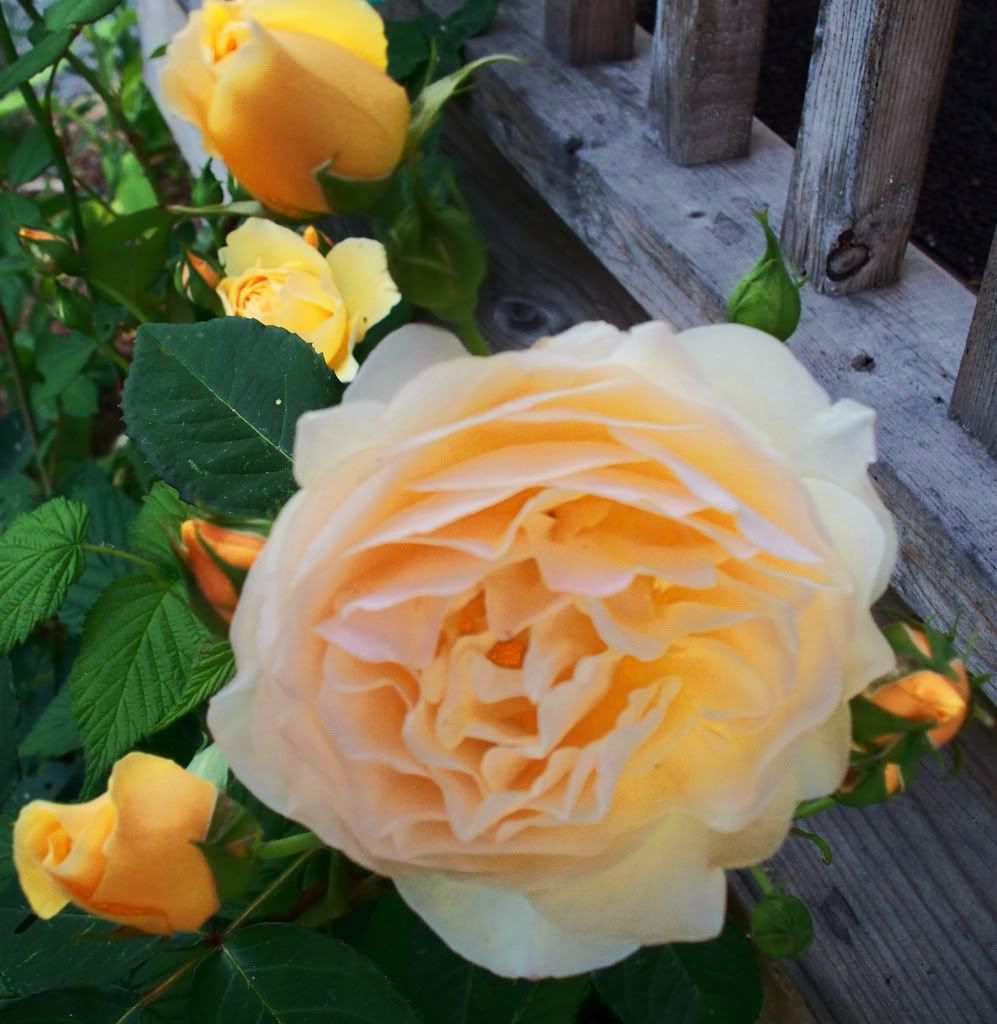 'Graham Thomas' Austin Rose